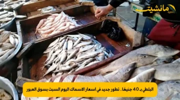 البلطي بـ 40 جنيهًا.. تطور جديد في أسعار الأسماك اليوم السبت بسوق العبور